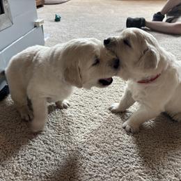 Golden Retriever Puppies from Abundant Grace Goldens