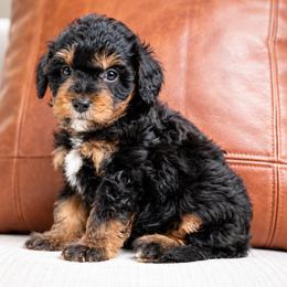 Oakley - Phantom male Bernedoodle puppy in Salt Lake City, Utah from Country Lane Doodles
