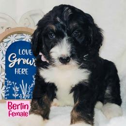 Berlin - Black and white female Bernedoodle puppy in Beecher, Illinois from Erica’s Doodles