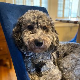 Millie - Goldendoodle