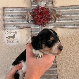 Valen - Piebald male Dachshund puppy in Ramona, Oklahoma from Schmitt Dachshunds