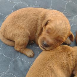 Boy 1 - Dark golden male Golden Retriever puppy in Grand Meadow, Minnesota from Root River Retrievers