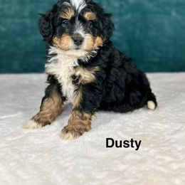 Dusty - Tri-color male Bernedoodle puppy in Sugarcreek, Ohio from Cuddly Companion Doodles
