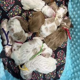 Yellow Male - Parti male Goldendoodle puppy in Great Falls, Montana from Montana Goldendoodles