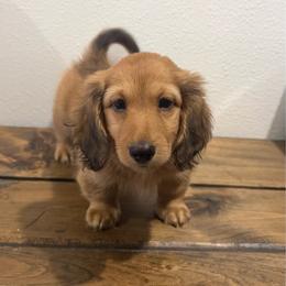 Billy - Red male Dachshund puppy in Bald Knob, Arkansas from Victoria’s Dachshunds