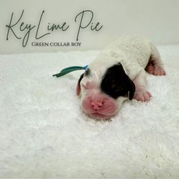 Key Lime Pie - Brown white and tan male Cockapoo puppy in Oologah, Oklahoma from Timber Hills Poodles and Doodles