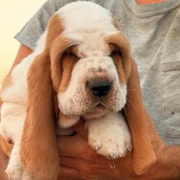 Jeffro- Black 63 - Red and white male Basset Hound puppy in Conway, Missouri from Ozark Mountain Kennel