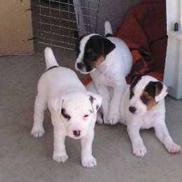 Jack Russell Terrier Puppies from Diggin West Jack Russells