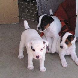 Jack Russell Terrier Puppies from Diggin West Jack Russells