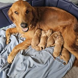 Golden Retriever puppies from Piedmont Golden Retrievers