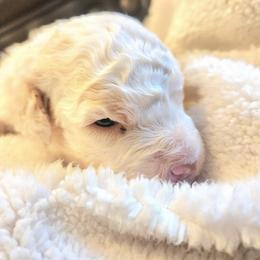Lagotto Romagnolo Puppies from Regal Romagnolos