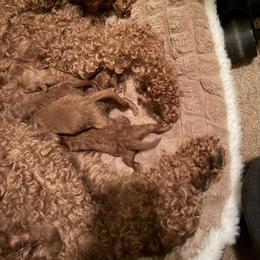 Labradoodle Puppies from California Double Doodles
