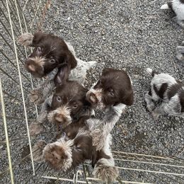 Wirehaired Pointing Griffon Puppies from Anyan Lodge Pups