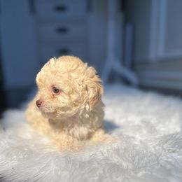 Poodle Puppies from Pawsome Poodles