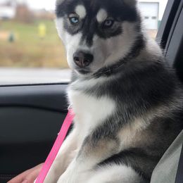 Siberian Husky Puppies from North Valley Huskies