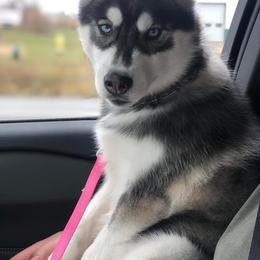 Siberian Husky Puppies from North Valley Huskies