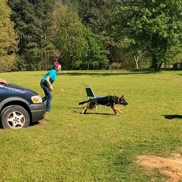 German Shepherd All Grown Up from Rust N Dust Kennels