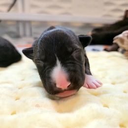 Miss Piggy - Black brindle and white female Miniature Bull Terrier puppy in Hollywood, Florida from Mini Bull Lane
