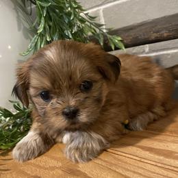 Girl 3 - Black gold and white female Shih Tzu puppy in Lexington, North Carolina from SCS Shih Tzus
