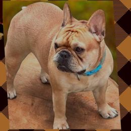 Ellie - French Bulldog