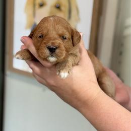 Lainey - Red  female Goldendoodle puppy in Wharton, Texas from Little Fur Friends