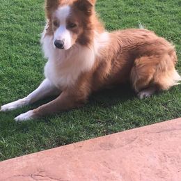 Border Collie All Grown Up from Rylas BCs