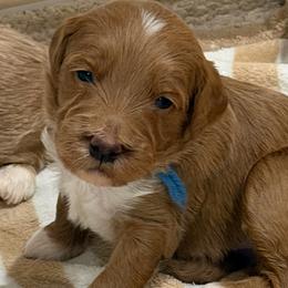 Mr Blue - Apricot male Goldendoodle puppy in Monticello, Indiana from Faithfully Yours Doodles