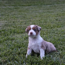 Miniature Australian Shepherd Puppies from Rolling Waves Mini Aussie