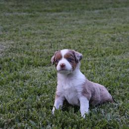 Miniature Australian Shepherd Puppies from Rolling Waves Mini Aussie