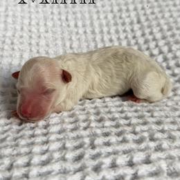 Mimi - White female Maltipoo puppy in Wendell, North Carolina from Teddys Teddy Bears