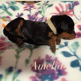 Amelia - Black and rust female Doberman Pinscher puppy in Coplay, Pennsylvania from By My Side Germans Shepherds & Dobermans