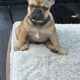 French Bulldog Puppies from Jolie Frenchies