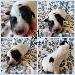 Girl 2 - Blue female Australian Cattle Dog puppy in Bradford, Arkansas from Cedar Rock Heelers and Kelpies