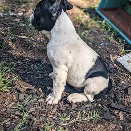 French Bulldog Puppies from G & K Frenchies LLC