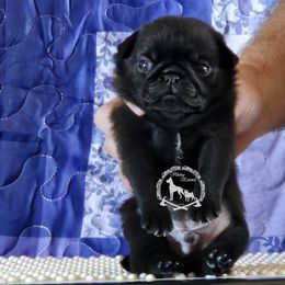 Male 2 - Black male Pug puppy in Cheyenne, Wyoming from Viking Kennel
