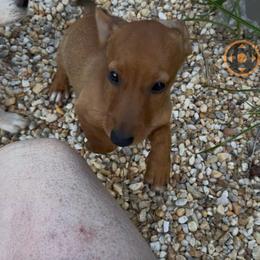 Moe CKC - Red male Dachshund puppy in Henrico, Virginia from Darling Doxies