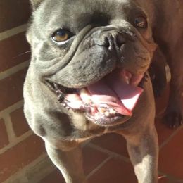 French Bulldogs from Christain's Kennels