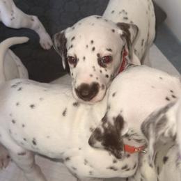 Girl 2 Red - White and liver brown female Dalmatian puppy in Miami, Florida from Soflo Dalmatians