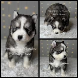 Charlie Brown - Gray and white male Pomsky puppy in Rossville, Georgia from Scenic City Pomskies