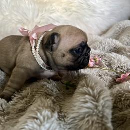 French Bulldog Puppies from Yellowstone Frenchies