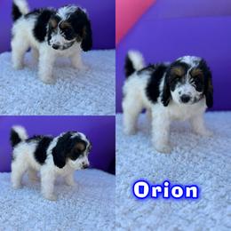 Bernedoodle Puppies from Over the Moon Poodles and Doodles