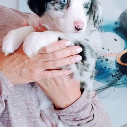 Girl 3 - Blue merle female Miniature Australian Shepherd puppy in Florida from All Champions Mini Aussies & ABW Great Danes