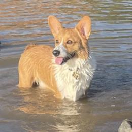 Pembroke Welsh Corgis from Mehling Corgis