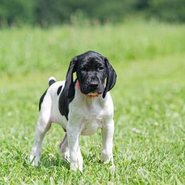 Fib - Black and white male German Shorthaired Pointer puppy in Greensburg, Kentucky from Nosam Kennels- Hungarian Vizslas, and German Shorthairs Located in Kentucky