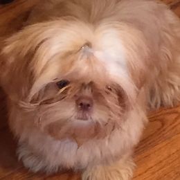 Maltese, Poodles, Shih Tzus, and Yorkshire Terriers from Deborah Richards yorkies