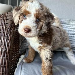 Moses - Chocolate merle male Bernedoodle puppy in Oologah, Oklahoma from Timber Hills Poodles and Doodles