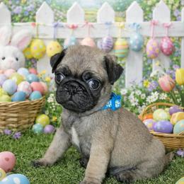 Oscar - Fawn male Pug puppy in Winter Haven, Florida from Lisa's Pugalicious Pugs