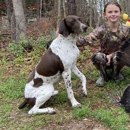 Willow - German Shorthaired Pointer