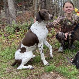 Willow - German Shorthaired Pointer