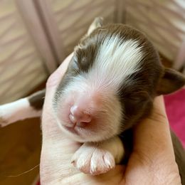Hickory - Red tri male Miniature Australian Shepherd puppy in Gatesville, Texas from Southern Promise Aussie’s